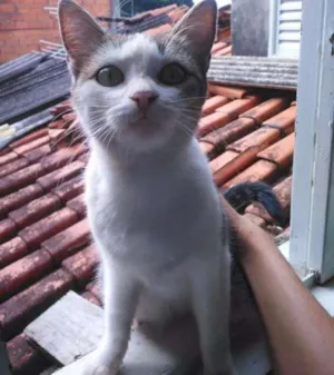 Gato raça American Shorthair idade 2 a 6 meses nome Megan