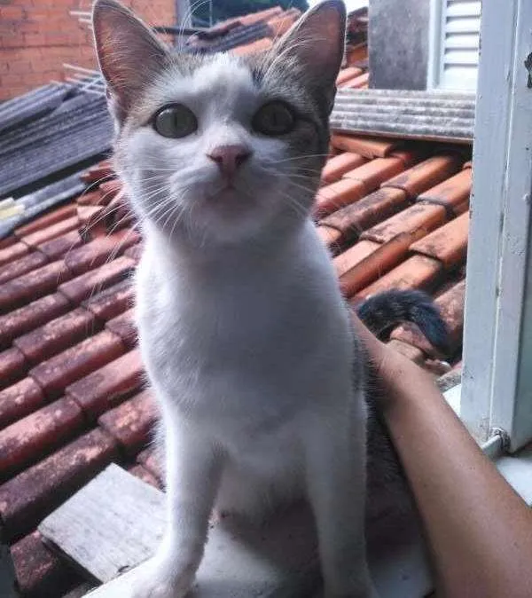 Gato ra a American Shorthair idade 2 a 6 meses nome Megan
