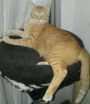 Gato raça SRD idade 2 anos nome Ferrugem e Fofuxo