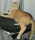 Ferrugem e Fofuxo