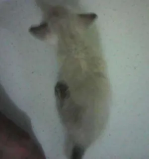 Gato raça  idade Abaixo de 2 meses nome Gatos