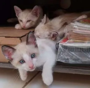 Gato raça ciamês idade Abaixo de 2 meses nome Bebês da Juju