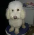 Bebê 