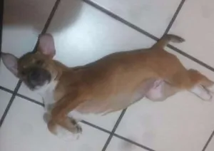 Cachorro raça SRD idade 2 a 6 meses nome meg