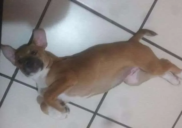 Cachorro ra a SRD idade 2 a 6 meses nome meg