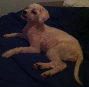 Cachorro raça Poodle idade 2 anos nome S/ NOME 