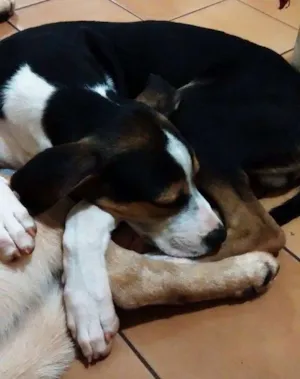 Cachorro raça SRD idade 2 a 6 meses nome João