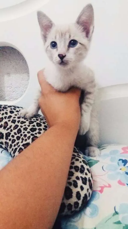 Gato ra a srd idade Abaixo de 2 meses nome happy