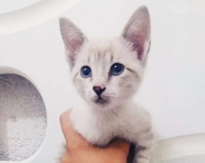 Gato ra a srd idade Abaixo de 2 meses nome happy