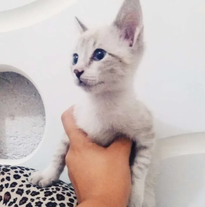 Gato ra a srd idade Abaixo de 2 meses nome happy
