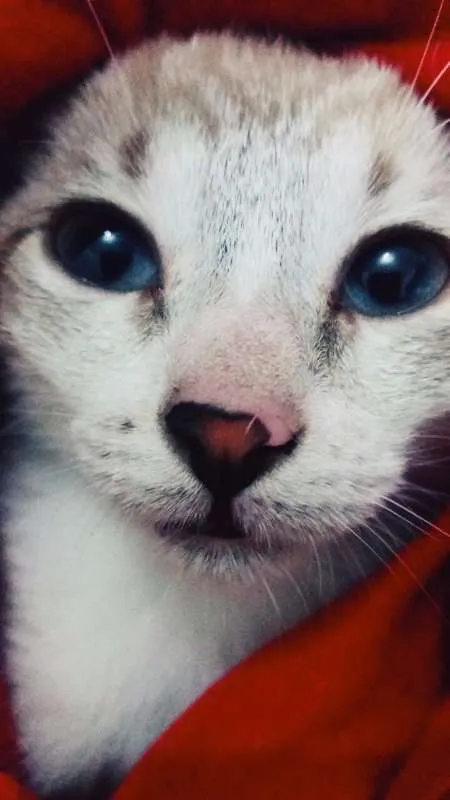 Gato ra a srd idade Abaixo de 2 meses nome happy