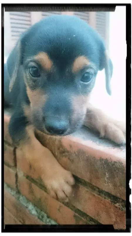 Cachorro ra a Linguiça idade Abaixo de 2 meses nome Sem nome