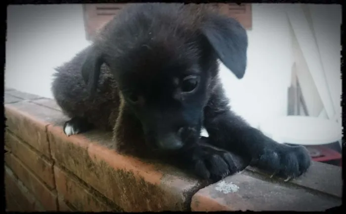 Cachorro ra a Linguiça idade Abaixo de 2 meses nome Sem nome