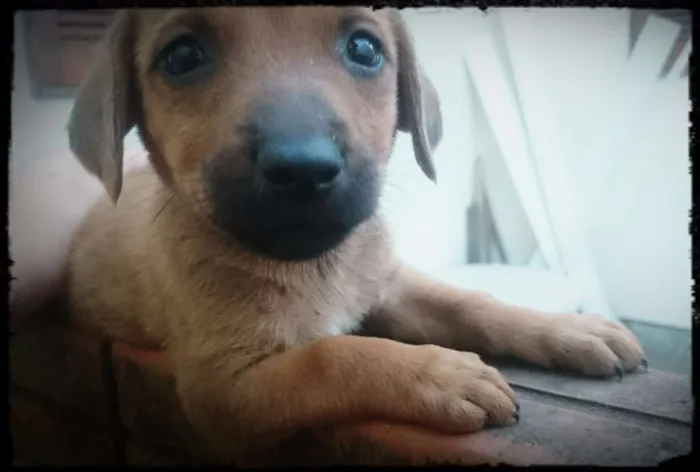 Cachorro ra a Linguiça idade Abaixo de 2 meses nome Sem nome
