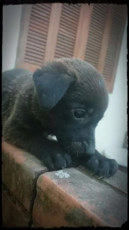 Cachorro ra a Linguiça idade Abaixo de 2 meses nome Sem nome