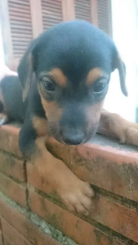 Cachorro ra a Linguiça idade Abaixo de 2 meses nome Sem nome