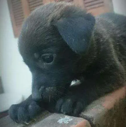 Cachorro ra a Linguiça idade Abaixo de 2 meses nome Sem nome