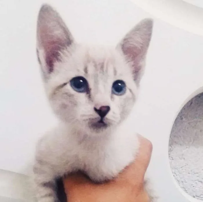 Gato ra a srd idade Abaixo de 2 meses nome happy
