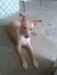 Leyde