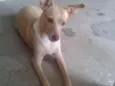 Leyde