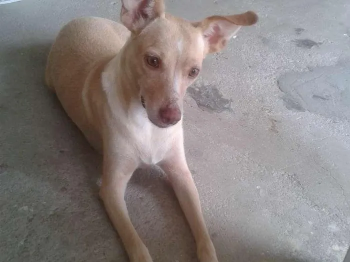 Cachorro ra a Vira-lata idade 4 anos nome Leyde