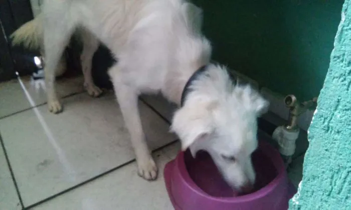 Cachorro ra a SRD idade 1 ano nome Billy