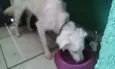 Billy