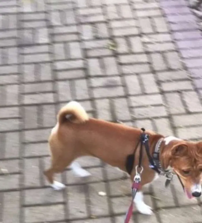 Cachorro ra a Basenji idade 1 ano nome Hórus (Basenji)