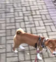 Hórus (Basenji)