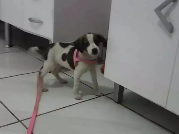 Cachorro ra a Não  Identificada idade Abaixo de 2 meses nome (Sem nome) 