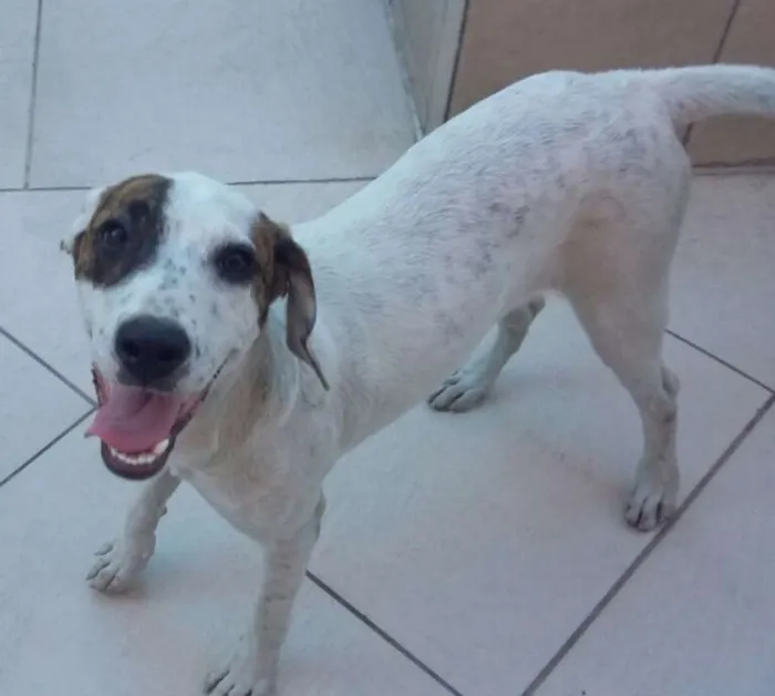 Cachorro ra a  idade 2 a 6 meses nome Pantera