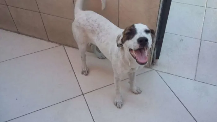 Cachorro ra a  idade 2 a 6 meses nome Pantera