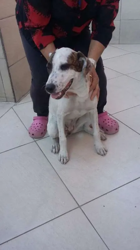 Cachorro ra a  idade 2 a 6 meses nome Pantera