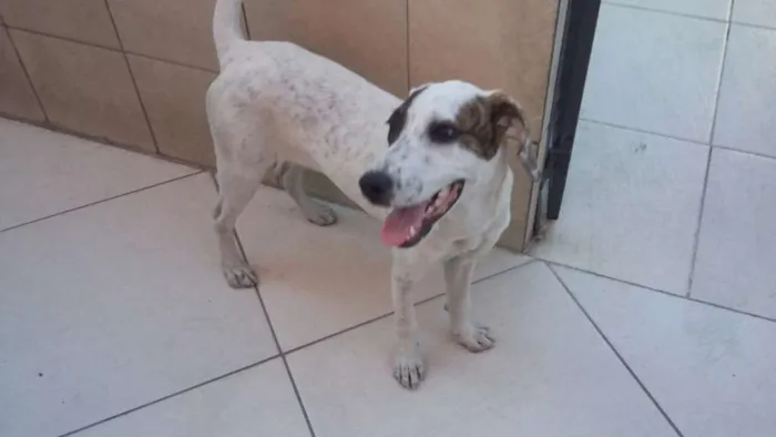 Cachorro ra a  idade 2 a 6 meses nome Pantera