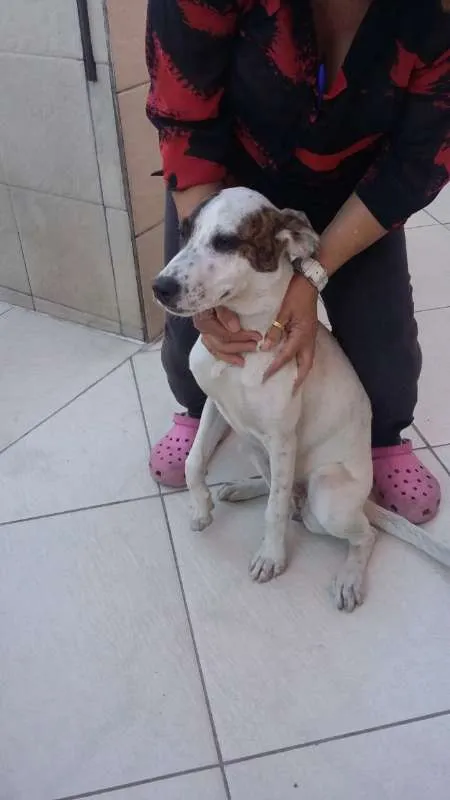 Cachorro ra a  idade 2 a 6 meses nome Pantera