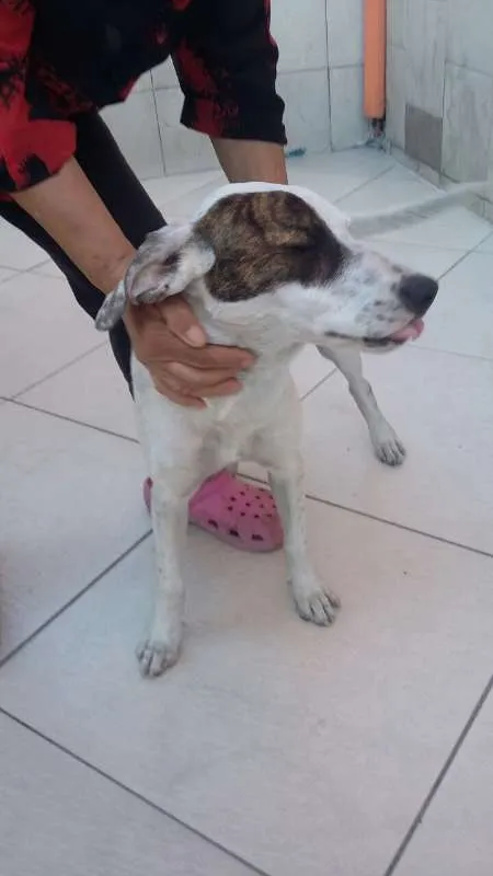 Cachorro ra a  idade 2 a 6 meses nome Pantera