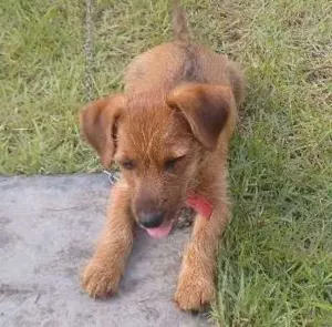 Cachorro raça Mistura chowchow vira lata idade 2 a 6 meses nome Mel