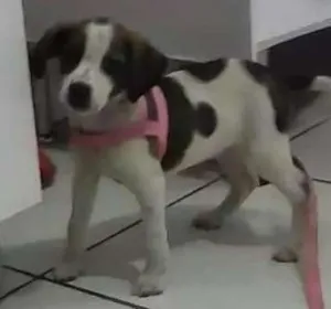 Cachorro raça Não  Identificada idade Abaixo de 2 meses nome (Sem nome) 