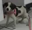 Cachorro raça Não  Identificada idade Abaixo de 2 meses nome (Sem nome) 