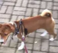 Hórus (Basenji)
