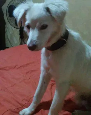 Cachorro raça SRD idade 1 ano nome Billy