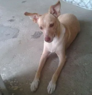 Cachorro raça Vira-lata idade 4 anos nome Leyde