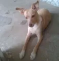 Leyde