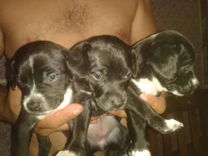 Cachorro ra a Misturado(vira lata) idade Abaixo de 2 meses nome Sem nome ainda