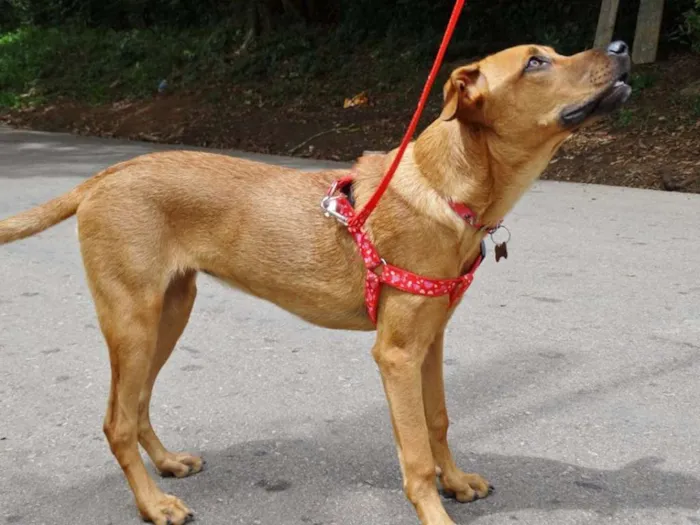 Cachorro ra a SRD idade 7 a 11 meses nome Cacau