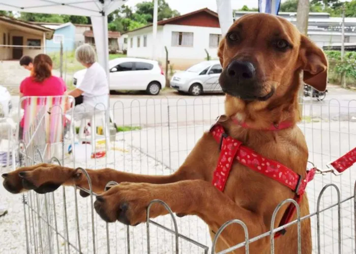 Cachorro ra a SRD idade 7 a 11 meses nome Cacau