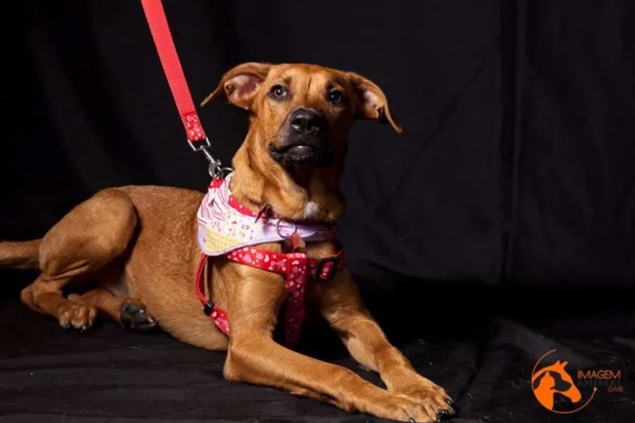 Cachorro ra a SRD idade 7 a 11 meses nome Cacau
