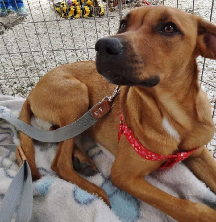 Cachorro ra a SRD idade 7 a 11 meses nome Cacau