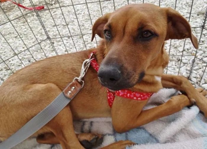 Cachorro ra a SRD idade 7 a 11 meses nome Cacau
