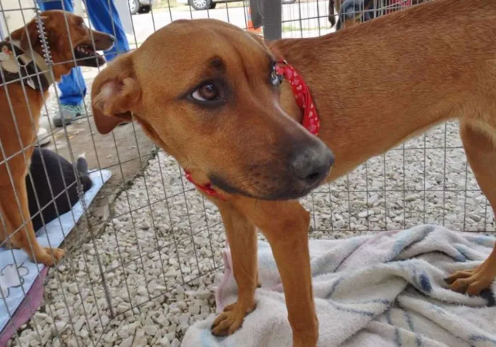 Cachorro ra a SRD idade 7 a 11 meses nome Cacau